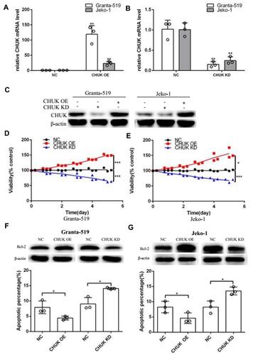 Figure 3 Altering CHUK affected MCL development in vitro. (A, B) CHUK mRNA levels were significantly increased in CHUK OE cells and decreased in CHUK KD cells. CHUK mRNA level was normalized to GAPDH. (**p<0.01, t-test). (C) CHUK expression at protein level was analyzed by Western blot in CHUK OE cells and CHUK KD cells. β-actin was used as a loading control. (D, E) The viability of CHUK OE cells and CHUK KD cells compared with NC group, was determined by CCK8 assay (*p<0.05, ***p<0.001, t-test). (F, G) The apoptosis rate of CHUK OE and CHUK KD cells compared with NC group, was examined by flow cytometry assay (*p<0.05, t-test). Western blot analysis showed the effects of CHUK OE and CHUK KD on anti-apoptotic protein Bcl-2 expression in Granta-519 and Jeko-1 cells. β-actin was used as a loading control.Abbreviations: NC, negative control; OE, overexpression; KD, knockdown; Si-CHUK, small interfering CHUK; P-CHUK, phospho-CHUK; 7-AAD, 7-amino-actinomycin D; PE, phycoerythrin.