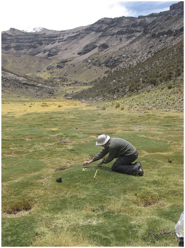 FIGURE 2. Distichia muscoides cushions in upper Manasaya study area, Bolivia.