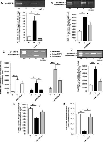 Figure 2 Effects of in vivo CMC2.24 treatment on MMPs and Resolvin D1 in the elicited and non-elicited models of diabetic rat. (A) MMP-9 activities were analyzed by gelatin zymography and scanned by densitometer, and pro-MMP-9 levels were quantified by image J in the thioglycolate-elicited Mφs conditioned media. (B) MMP-9 activities were analyzed by gelatin zymography, scanned by densitometer, and quantified by image J in the elicited cell-free peritoneal fractions (CFPFs). (C) The pro-, active-, and total-MMP-9 activities were analyzed by gelatin zymography, scanned by densitometer, and quantified by image J in the non-elicited peritoneal CFPFs. (D) MMP-2 activities were analyzed by gelatin zymography and scanned by densitometer, and pro-MMP-2 levels were quantified by image J in the non-elicited peritoneal CFPFs. (E) RvD1 levels (pg/mL) in thioglycolate-elicited Mφ conditioned medium. (F) RvD1 levels (pg/mL) in non-elicited resident Mφ conditioned medium. Each value represents Mean (n=6/group) ± Standard Error (S.E.M.). *p < 0.05; **p < 0.005, ***p < 0.001, values were compared between groups at the same time period.