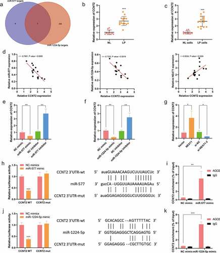 Figure 3. miR-577 and miR-1224-5p negatively mediate CCNT2 in LP. A. StarBase database was used to identify the co-targeting genes of miR-577 and miR-1224-5p. q-PCR was performed to determine CCNT2 expression in LP tissue samples (LP, n = 15; NL, n = 10) (b) and cells (c). (d) GEPIA database was used to verify the correlation between CCNT2 and miR-577, miR-1224-5p and Lnc-NEAT1. q-PCR was performed to examine CCNT2 expression in miR-577 overexpressed or miR-577 silenced (e), miR-1224-5p overexpressed or miR-577 silenced (f) and Lnc-NEAT1 overexpressed or Lnc-NEAT1 silenced (g) LP cells. Dual luciferase reporter (h and j) and RIP (i, k) assays were performed for further confirmation.