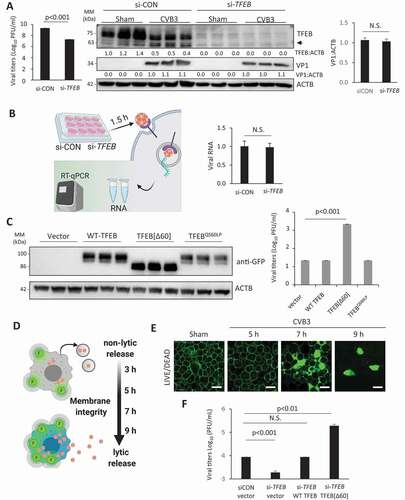 Figure 7. TFEB [Δ60] enhances viral infection. (a) Reduced viral titers after gene-silence of TFEB. HeLa cells were treated with si-CON or si-TFEB for 48 h, followed by CVB3 infection (MOI = 10) for 7 h. Extracellular medium was harvested and viral titers were analyzed by TCID50 (mean ± SD, n = 3. left). Cell lysates were subjected to western blotting with anti-TFEB and anti-VP1 antibodies (middle). Densitometry was performed and the fold changes of TFEB and VP1 over ACTB are presented underneath the blots. VP1:ACTB is also shown in the bar plot (mean ± SD, n = 3, right). Arrow denotes TFEB cleavage fragment. (b) No impact on CVB3 entry after gene-silence of TFEB. HeLa cells were treated with si-CON or si-TFEB as in (A). Cells were incubated with CVB3 for 1.5 h, rinsed thrice with PBS, and subjected to RNA extraction. Viral RNA was assessed by RT-qPCR (mean ± SD, n = 3). (c) Enhanced CVB3 titers after overexpression of TFEB [Δ60]. HeLa cells were transfected with control vector, WT-TFEB, TFEB [Δ60], or TFEBQS60LP for 24 h. Cells were subsequently infected with CVB3 (MOI = 0.1) for 24 h. Viral titers in the supernatant were analyzed by TCID50 (mean ± SD, n = 3). Protein expression was verified by western blotting using anti-GFP antibody. (d) Schematic illustration of membrane integrity probe following CVB3 infection. (e) HeLa cells were sham-infected or infected with CVB3 for the indicated time-points and stained with the LIVE/DEAD membrane integrity probe. Cells were fixed and visualized under confocal microscopy with an excitation wavelength of 580 nm. Scale bar: 20 µm. (f) Enhanced non-lytic release after overexpression of TFEB [Δ60]. HeLa cells were transfected with si-CON or si-TFEB for 48 h, followed by reconstitution with either control vector, WT-TFEB, or TFEB [Δ60], for 24 h. Cells were subsequently infected with CVB3 for 5 h. Viral titers in the supernatant were analyzed by TCID50 (mean ± SD, n = 3) as a measure of non-lytic egress