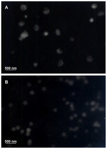 Figure 1 TEM micrographs showing surface property of drug-loaded micelles. (A) DOMC/PTX; (B) DOMC-FA/PTX.Abbreviations: DOMC, deoxycholic acid-O-carboxymethylated chitosan; FA, folic acid; PTX, paclitaxel; TEM, transmission electron microscopy.