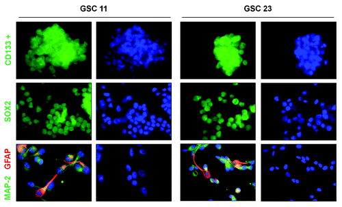 Figure 1. Expression of the GSC markers in GSC11 and GSC23 cells. Immunofluorescence detection of CD133, SOX2, and MAP-2 (green)/GFAP (red) (with fetal calf serum for 3 d) in GSC11 and GSC23 cells.