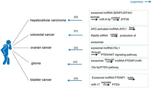 Figure 2 Network illustrating exosomal lncRNAs regulate cancer cells proliferation. This figure summarizes the literatures related to exosomal lncRNAs regulate cancer cells proliferation published in recent years, and shows the constructed network diagram of the relationships between exosomal lncRNAs and cancer cells proliferation. These cancers include hepatocellular cancer, colorectal cancer, ovarian cancer, glioma and bladder cancer.