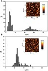 Figure 1 Histogram of adsorbed (A) NT4 and (B) PAMAM nanoparticles (PBS, 0.15 M, pH 7.4) indicated by direct AFM enumeration obtained for low surface-molecule concentration.Notes: Figure created by taking into account ten randomly chosen areas, where each micrograph of the NT4 or PAMAM monolayer at the mica surface has a size of 0.5×05 µm. Insets show the NT4 monolayer (A) and PAMAM monolayer (B) on mica, for surface concentration of individual molecules of approximately 800/µm2.Abbreviations: PAMAM, polyamidoamine; AFM, atomic force microscopy.