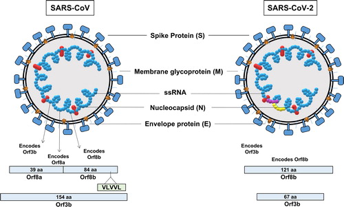 Figure 1. Similarity and differences between SARS-CoV and SARS-CoV-2.
