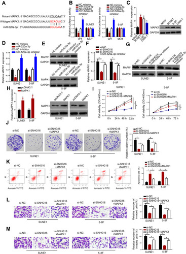 Figure 6 SNHG16 promoted the proliferation and metastatic abilities of NPC cells via miR-520a-3p/MAPK1 axis. (A) StarBase website predicted the complementary sequence between MAPK1-3ʹUTR and miR-520a-3p. (B) Luciferase reporter assay was performed in SUNE1 and 5–8F cells co-transfected with MAPK1-WT or MAPK1- MUT, as well as NC mimics, NC inhibitor, miR-520a-3p, and miR-520a-3p inhibitor, respectively. (C) The mRNA and protein levels of MAPK1 in NPC cell lines and normal nasopharyngeal epithelial cell line were measured by RT-qPCR and Western blot. (D and E) MAPK1 expression was measured in SUNE1 and 5–8F cells transfected with NC mimics, NC inhibitor, miR-520a-3p, and miR-520a-3p inhibitor, respectively. (F and G) RT-qPCR and Western blot were performed to measure MAPK1 expression in SUNE1 and 5–8F cells transfected with si-NC, si-SNHG16, and si-SNHG16+miR-520a-3p inhibitor, respectively. (H) RT-qPCR and Western blot were used to measure the expression of MAPK1 in cells transfected with pcDNA3.1 and MAPK1 overexpression plasmid. Then, SUNE1 and 5–8F cells were transfected with si-NC, si-SNHG16, and si-SNHG16+MAPK1, respectively. (I and J) CCK-8 and colony formation assays were carried out to detect the proliferation of SUNE1 and 5–8F cells. (K) Flow cytometry assay was carried out to analyze cell apoptosis of SUNE1 and 5–8F cells. (L and M) Transwell assay was performed to examine cell migration and invasion in SUNE1 and 5–8F cells. *p < 0.05.