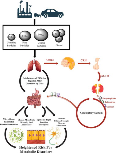 Figure 1. Hypothesized mechanisms linking exposure to air pollutants with the gut microbiota and increased risk for obesity and type 2 diabetes.