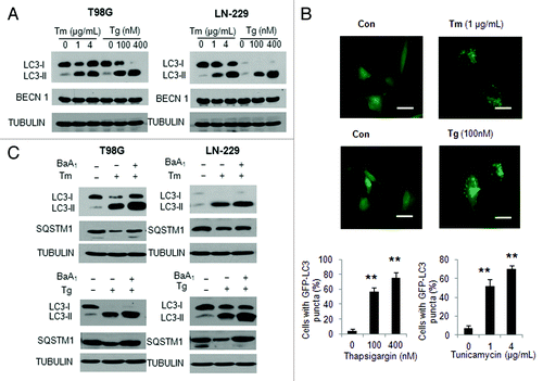 Figure 1. Effect of tunicamycin and thapsigargin on autophagy in human glioma cells. (A) LN-229 or T98G cells were treated with Tm or Tg for 24 h. At the end of treatment, the levels of LC3 and BECN1 were examined by western blot. TUBULIN was used as a loading control. (B) LN-229 cells were transfected with a GFP-LC3 plasmid, followed by treatment with 1 μg/ml Tm or 100 nM Tg for 24 h. At the end of treatment, the cells were inspected at 60× magnification for numbers of GFP-LC3 puncta (scale bar: 100 μM). Bars represent the percentage of cells with ≥ 10 GFP-LC3 puncta. At least 100 cells were scored in each treatment. *p < 0.05; **p < 0.01, t-test, Tg or Tm vs. vehicle. (C) LN-229 or T98G cells were treated with 1 μg/ml Tm or 100 nM Tg for 24 h in the absence or presence of 10 nM of bafilomycin A1. At the end of treatment, the levels of LC3 and SQSTM1 were examined by western blot. TUBULIN was used as a loading control.