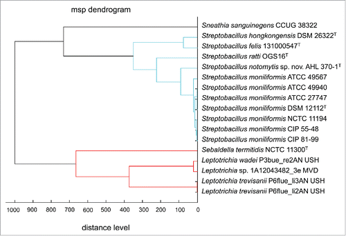Figure 5. Dendrogram including all main spectra peak lists (MSP) of the family Leptotrichiaceae available in the Bruker Taxonomy Database; spectra of Streptobacillus ratti OGS16T, Streptobacillus notomytis AHL 370–1T, Streptobacillus hongkongensis DSM 26322T, Streptobacillus felis 131000547T, Streptobacillus moniliformis and Sebaldella termitidis NCTC 11300T reference strains were recorded using the direct transfer protocol. The dendrogram was generated using the BioTyper MSP Dendrogram Creation Standard Method (v1.4) of the MALDI BioTyper OC Software (v3.1, build 66). The database used (DB 5627, BrukerDaltonics) comprised solely 24 spectra from Streptobacillus moniliformis DSM 12112T; T type strain, ATCC: American Type Culture Collection, Rockville, USA, DSM: Deutsche Sammlung für Mikroorganismen, Braunschweig, Germany, CIP: Collection of Institute Pasteur, Paris, France, NCTC: National Collection of Type Cultures, London, UK.