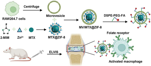 Figure 6 Schematic illustration of the procedure of preparing biomimetic FPD/MV/MTX@ZIF-8 nanoparticles for targeting and intracellular delivery of drugs. Reprinted from Wang Y, Jia M, Zheng X, et al. Microvesicle-camouflaged biomimetic nanoparticles encapsulating a metal-organic framework for targeted rheumatoid arthritis therapy. J Nanobiotechnology. 2022;20(1):253. Creative Commons.Citation54