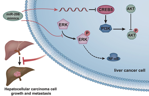 Figure 6. Molecular mechanism of miR-206 regulating CREB5-mediated PI3K/AKT signaling pathway to affect the growth and metastasis of HCC.