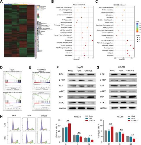 Figure 3 The potential mechanism of CYP2C8 regulating the malignant phenotype of HCC cells. (A) Heatmap summarizing the differentially expressed genes in CYP2C8 overexpressed HepG2 and HCCM cells. (B) the KEGG pathways CYP2C8 enriched in terms RNA-seq data of HepG2 cells. (C) the KEGG pathways CYP2C8 enriched in terms RNA-seq data of HCCM cells. (D) GSEA result in GSE14520. (E) GSEA result in TCGA LIHC dataset. (F) Expression of total and phosphorylated PI3K, AKT3, P27 and CDK2 in HepG2 cells following CYP2C8 over-expression. (G) Expression of total and phosphorylated PI3K, AKT3, P27 and CDK2 in HCCM cells following CYP2C8 over-expression. (H) The effect of CYP2C8 over-expression on cell cycle of HepG2 and HCCM cells. Cell cycle distributions of the HepG2 and HCCM cells measured by flow cytometry was shown in the left with the ratio of indicated stages displayed in histogram. Data are presented as the mean ± SD, **P<0.01.