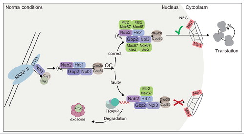 Figure 1. Guard proteins control mRNA maturation and nuclear export. Every maturation step results in association of guard proteins that recruit the export receptor Mex67-Mtr2 to the correct mRNA and support degradation by the TRAMP/exosome pathway for faulty transcripts. Finally, Mlp1 controls proper Mex67 decoration of the guard proteins to allow nuclear export.