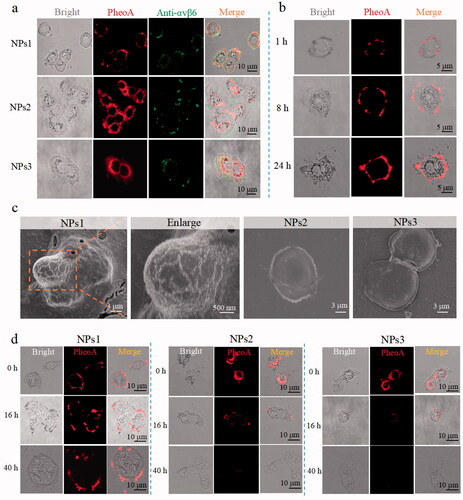 Figure 2. Transformation and retention of NPs on the cancer cells' surface. (a) Fluorescence distribution images of integrin αvβ6 protein and different NPs (incubation with cells for 8 h) on HT-29 tumor cells. Integrin αvβ6 protein: Green color (excitation wavelength = 488 nm). PheoA: Red color (excitation wavelength = 405 nm). (b) Fluorescence distribution images of cancer cells treated with NPs1 for 1, 8, and 24 h. (c) SEM images of tumor cells incubation with different NPs for 24 h. (d) Fluorescence signal retention on tumor cells. Cells were incubated with different NPs for 8 h, respectively, then the complete DMEM was removed and replaced with flesh complete DMEM without NPs for another 16 and 40 h. The concentration of NPs related to these experiments was 20 µM, and all these experiments were repeated three times.