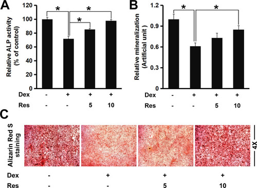 Figure 2 Effects of resveratrol on the dexamethasone-induced inhibition of osteogenic differentiation and mineralization. MC3T3-E1 cells were treated with dexamethasone in the presence/absence of resveratrol, then the alkaline phosphatase (ALP) activity (A) and mineralized matrix (B and C) of MC3T3-E1 cells were analyzed by a ALP assay kit and staining (Alizarin Red (S). Data are the mean ± SD, *p<0.05.