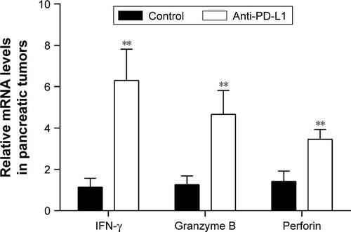 Figure S3 The mRNA expression of IFN-γ, granzyme B, and perforin in pancreatic tumor.Notes: The expressions of IFN-γ, granzyme B, and perforin were significantly higher in the anti-PD-L1 group than in the controls. Data represent the mean ± standard deviation (n=5). **P<0.01.