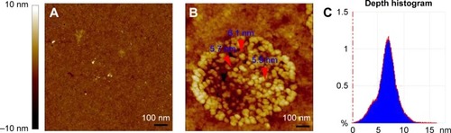 Figure 5 AFM images of DEBIC in rat plasma.Notes: (A) AFM image of rat plasma. (B) AFM image of DEBIC in rat plasma (2.5×10−6 μM). (C) Depth histogram of the nano-particles of DEBIC in rat plasma (2.5×10−6 μM).Abbreviations: AFM, atomic force microscopy; DEBIC, dimethyl 2,2′-[2,2′-(ethane-1,1-diyl)bis(1H-indole-3,2-diyl)]diacetate.