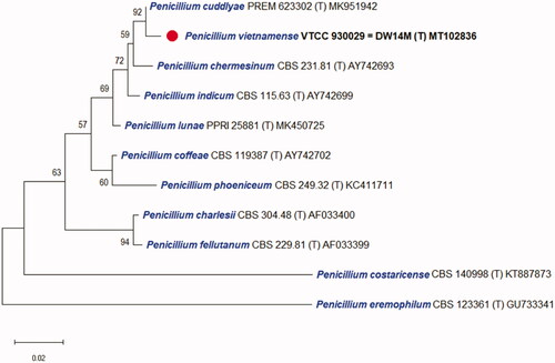 Figure 1. Phylogenetic tree based on the neighbor-joining analysis of the ITS sequences for Penicillium species classified in the Charlesia section. Penicillium eremophilum as the most related to the Charlesia section was included as an outgroup. Bootstrap analysis was performed with 1000 replications with values of at least 50% indicated at the nodes. The bar indicates the number of substitutions per position. Each branch indicates taxon name, strain name and GenBank accession number sequentially. (T) indicates the type strain of the species. The isolate in this study is marked as (Display full size).