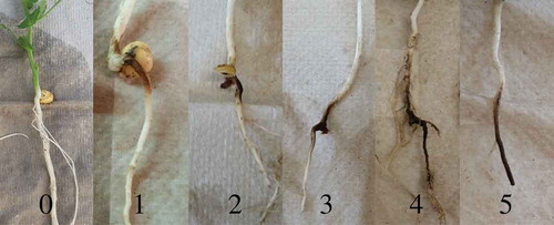 Fig. 1 (Colour online) Field pea root rot rating scale for evaluation of greenhouse inoculated plants; 0 = no visible symptoms, 5 = tap root severed (adapted from Infantino et al. Citation2006; Ondrej et al. Citation2008).