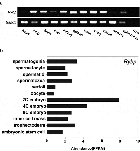 Figure 1. Expression of Rybp in different mouse tissues and cells.