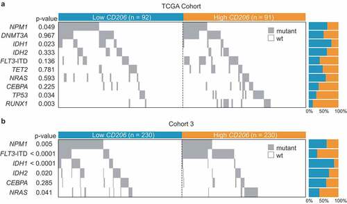 Figure 8. Co-mutation plot showing the distribution of gene mutations in AML patients with low and high CD206 expression. (a) TCGA Cohort (n = 183); (b) Cohort 3 (n = 460). Each column represents an individual sample. Gray boxes indicate mutation and white boxes indicate wild type. ITD denotes internal tandem duplication