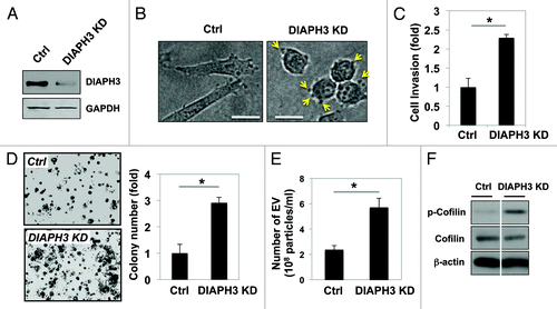 Figure 2. Loss of DIAPH3 enhances the amoeboid phenotype, cell invasion, anchorage-independent cell proliferation, and EV shedding in DU145 cells. (A) Whole cell lysates from DIAPH3-silenced and control DU145 cells were immunoblotted with an antibody against DIAPH3. (B) Morphological transition to a rounded and amoeboid phenotype as a consequence of DIAPH3 silencing in DU145 cells. (C) Cell invasion through a transwell chamber was measured in DIAPH3 KD and control cells (Ctrl). (D) Anchorage-independent proliferation in soft agar. After staining with MTT solution, colonies were manually counted from 10 fields per condition. (E) EV number was assessed using NanoSight optical microscopy. (F) Western blot analysis demonstrating increased cofilin phosphorylation at Ser3 in DIAPH KD cells as compared with Ctrl.