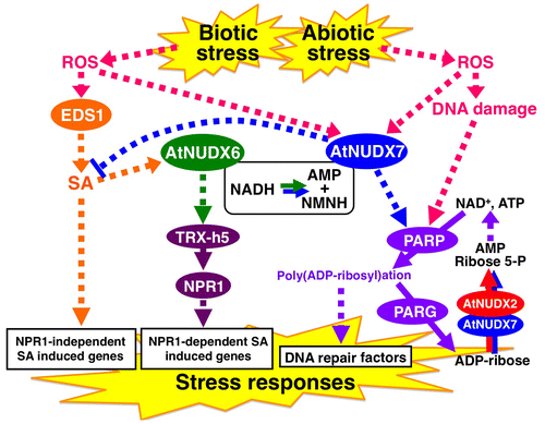 Fig. 3. A proposed model for the regulation of biotic and abiotic stress responses by AtNUDX6 and AtNUDX7.Note: Solid and dotted arrows indicate direct and indirect actions, respectively. The PAR reaction is enhanced by the activation of PARPs and PARGs caused by DNA damages under abiotic stress.Citation54) Hyperactivation of the PAR reaction causes the production of highly reactive free ADP-ribose and the overconsumption of NAD+ and ATP. The reaction products AMP and ribose 5-P of the AtNUDX2 and 7 might be utilized for nucleotide recyclingCitation82), leading to suppression of the overconsumption of NAD+ and ATP under the stress.Citation48,49) AtNUDX7 is also involved in modulation of the PAR reaction and suppression of the excess accumulation of SA, production of which is activated by the EDS1 signaling under biotic stress.Citation49) AtNUDX6 is involved in regulation of the NPR1-dependent SA signaling pathways through induction of the TRX-h5 expression in response to biotic stress.Citation57) The modulation of intracellular NADH levels by AtNUDX6 and 7 might be important in these biotic and abiotic stress responses.Citation51) NMNH, nicotinamide mononucleotide; PARP, poly(ADP-ribose) polymerase; PARG, poly(ADP- ribose) glycohydrolase; ROS, reactive oxygen species; ribose 5-P, ribose 5-posphate.