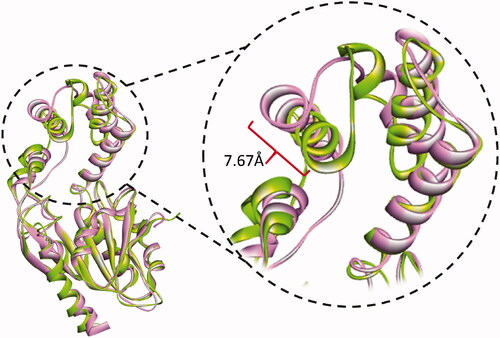 Figure 5. Cartoon representation of the conformational changes of simulated Pks13-TE-3a complex as it evolves with time. At 40 ns of simulation (green cartoon) helix 4 had moved inward by 7.67 Å relative to the conformation at 0 ns (pink cartoon).