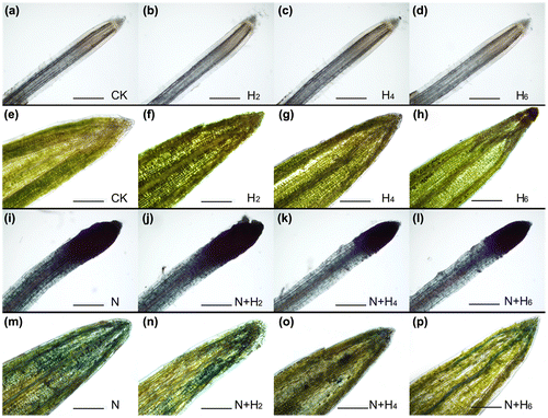 Fig. 3. Effects of salt stress and He–Ne laser irradiation on cell viability with trypan blue staining assay kit in tall fescue seedlings (a–d, i–l: root tissues; e–h, m–p: leaf tissues).Notes: CK: controls without any stress treatment; H2, H4, H6: He–Ne laser illumination alone for 2, 4, and 6 min d−1 under normal conditions, respectively; N: salt stress (150 mM) for 10 d; N+H2, N+H4, N+H6: He–Ne laser illumination for 2, 4, and 6 min d−1 prior to salt stress. 10×, bar = 500 μm.