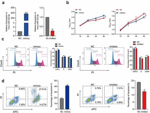 Figure 4. MiR-322-5p promotes the proliferation and apoptosis reduces cell cycle at G2/M phase.(a) MiRNA RT-PCR was used to confirm the expression of miR-322-5P in cells transfected with miR-322-5P mimics and miR-322-5P inhibitor in turn; (b) Effects of miR-322-5P on proliferation in Hepa1-6 cell lines were detected by MTS; (c) Effects of miR-322-5P on regulating cell cycle in Hepa1-6 cell lines; (d) Effects of miR-322-5p on regulating apoptosis in Hepa1-6 cell lines. The data are presented as the mean ± SD of three independent experiments. *P < 0.05, **P < 0.01.