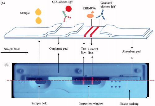 Figure 2. (A) Schematic diagram of the QD-based immunochromatographic assay for RHE. For each test, 20 μL sample solution was dripped onto the sample hold, the QDs-IgY conjugate solubilized by the sample solution reacted with RHE. The QDs were capable of emitting strong fluorescence in the inspect window under 365 nm. (B) The assembly of QD-based dipstick and plastic housing under ultraviolet light.