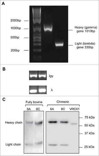 Figure 3. Bovine genes amplification and expression. (A) Representative of bovine heavy and light constant gene amplification. (B) Representative of amplification of Igγ and Igλ genes in single cell RT-PCR. The fragments amplified in the second round PCR were heavy Igγ (350–500bp) and light Igλ (320–340bp). (C) Representative cell culture supernatants of chimeric mAbs on a 12% reducing gel. Negative control includes the supernatant of cells mock transfected. The supernatant of VRC01 transfection was used as positive control for assessment of transfection and western blotting.