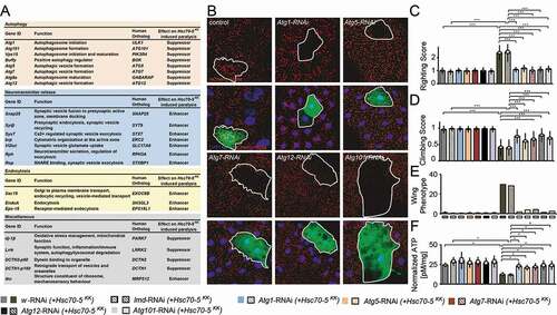 Figure 5. A genetic screen identified autophagy-related proteins as modifiers of Hsc70-5 knockdown phenotypes. (A) A genetic screen identified several modifiers that modified Hsc70-5 knockdown-induced phenotypes. (B) Increase in mCherry.Atg8a puncta in the larval fat body following starvation. There was no difference in the expression of mCherry.Atg8a between GFP +ve and -ve cells in control overexpressing lacZ (in GFP +ve cell). Expression of RNAi against autophagy-related genes (Atg1, Atg101 Atg5, Atg7, and Atg12) inhibited starvation-induced autophagy in GFP +ve cells compared to cells in the vicinity. Scale bar: 15 μm. (C) Righting reflex in larvae, (D) Climbing ability of 4-d-old flies, (E) Percentage of flies with defective wing phenotype, and (F) ATP levels in fly heads after pan-neuronal knockdown of Atg1, Atg101 Atg5, Atg7, and Atg12 in control and the elav>Hsc70-5KK100233,tub-GAL80ts background. The standard error of mean and standard deviation are shown as a box and a black line. * p < 0.05, *** p < 0.001