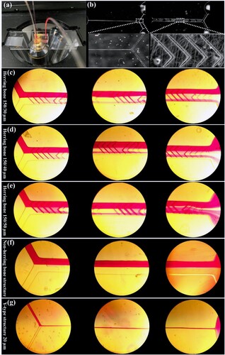 Figure 11. (a) PDMS microfluidic chip solution mixing experiments. (b) Y-type 20 µm and HBS 30/150 µm. (c-g) Solution Mixing of different structures: from the beginning, middle, and end of the chip; (c) HBS 30/150 µm structure, (d) HBS 40/150 µm structure, (e) HBS 50/150 µm structure, (f) Non-HBS structure, (g) Y-type 20 µm structure.