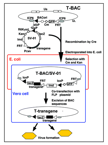Figure 1 A schema describing the T-BAC system for constructing “armed” oncolytic HSV-1 with the G47Δ backbone. The desired transgene for “arming” is inserted into the multiple cloning site of the shuttle vector (SV-01). The first step is to insert the entire sequence of the shuttle vector into the loxP site of T-BAC by a Cre-mediated recombination, followed by an electroporation into E. coli. The second step is to co-transfect the co-integrate with a plasmid expressing FLP onto Vero cells to excise the BAC sequence flanked by the FRT sites. The objective armed oncolytic HSV-1 appear as GFP-negative and lacZ-positive virus plaques. Non-recombined viruses do not appear, due to the presence of the lambda stuffer sequence (lmd) causing an oversize of the genome.Citation18