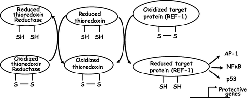 Figure 2. Activation of Ref‐1 by thioredoxin: schematic presentation of interconversion of thioredoxin systems in conjunction with the activation of Ref‐1, followed by that of AP‐1, NFκB and p53.