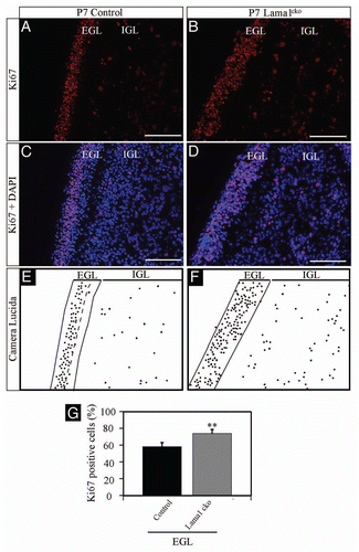 Figure 5 Increased proliferation (Ki67) of granule cell precursors in P7 Lama1cko animals. Coronal sections of P7 control (A and C) and Lama1cko (B and D) cerebella stained for the proliferation marker Ki67 and counterstained with DAPI. Camera lucida drawing highlights the localization of Ki67 positive cells (E and F). The dashed line in the EGL of control animals (E) represents the limit between the outer and inner part of this layer. (G) Quantification of Ki67 positive cells (**p < 0.01). Scale bar: 100 µm. EGL, External Granular Layer; IGL, Internal Granular Layer.