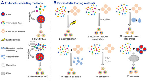 Figure 3 Schematic diagram of EV loading methods. (A) Loading of cells before EV isolation (endocellular loading): (I) transfection and (II) incubation; (B) loading of EVs after isolation (exocellular loading): (I) electroporation, (II) incubation at room temperature, (III) repeated freeze–thaw cycles, (IV) saponin treatment, (V) sonication, (VI) extrusion.