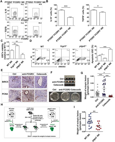 Figure 12. PTGS2highFCGR3− NK cells accelerate the growth of ectopic lesion and progression of EMS. (a,b) The expression of IL10 and TGFB in PTGS2+ FCGR3− NK cells and PTGS2− FCGR3+ NK cells in PF from patients with EMS (stage III and IV) (n = 10) was analyzed by FCM (Student t test). (c,d) The NK cells from WT, fcgr3−/- or ptgs2−/- mice were cocultured with mouse uterus stromal cells (USCs) for 48 h, and then the viability and apoptosis of USCs in vitro were analyzed by CCK8 assay (c) and apoptosis assay (d) (one-way ANOVA). (e) Immunohistochemistry analysis for the expression of BIRC5/survivin and PCNA in EMS-like lesions, in the EMS mouse model treated with vehicle, anti-FCGR3 (0.25 mg/kg/d) or celecoxib (5 mg/kg/d) (n = 6 mice/group). Original magnification: × 200. (f,g) The weight of EMS-like lesions in the EMS mouse model treated with vehicle, anti-FCGR3 or celecoxib (n = 6 mice/group) (one-way ANOVA). (h,i) The weight of EMS-like lesions in the NK-depleted EMS mouse model (anti-NK1.1 antibodies on days 0 and 3) treated with NK cells (day 5) from WT or ptgs2−/- mice (n = 8 mice/group) (Student t test). Data are expressed as the mean± SEM. *P < 0.05, **P < 0.01, ***P < 0.001 and ****P < 0.0001.