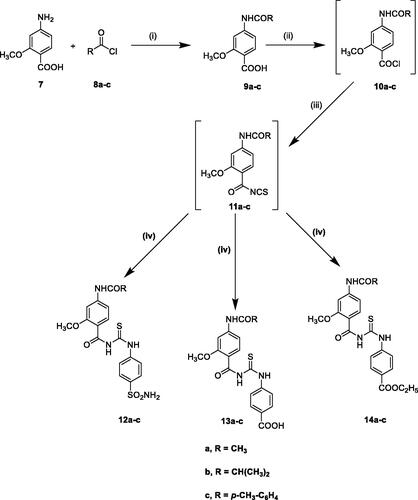 Scheme 2. Reagents and reaction conditions: (i) KOH, acetonitrile, R.T, 1–2 h, (ii), SOCl2, methylene chloride, reflux, 4–5 h, (iii) NH4SCN, acetone, reflux, 1–3 h, (iv) sulphanilamide or 4-aminobenzoic acid or ethyl 4-aminobenzoate, acetone, reflux, 2–3 h.