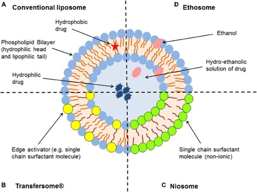 Figure 5 A schematic illustration of liposome (A), transferosome (B), niosome (C) and ethosome (D).Notes: Adapted with permission from Frontier in Pharmacology. Sercombe L, Veerati T, Moheimani F, Wu SY, Sood AK, Hua S. Advances and challenges of liposome assisted drug delivery. Front. Pharmacol. 2015;6:286.Citation324