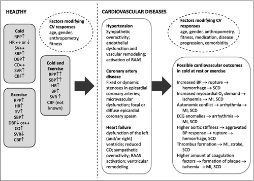 Figure 1. Effects of cold and exercise and their combination on cardiovascular responses in healthy subjects [Citation13,Citation39]. In addition, potential mechanisms explaining cardiovascular events [Citation2,Citation4,Citation83] in both healthy and those with hypertension [Citation73], coronary artery disease [Citation80] and heart failure [Citation91] are presented. Abbreviations: CBF = coronary blood flow, CO = cardiac output, DBP = diastolic blood pressure, HR = heart rate, MI = myocardial infarction, RAAS = renin-angiotensin system, RPP = rate pressure product, SBP = systolic blood pressure, SCD = sudden cardiac death, SV = stroke volume, SVR = systemic vascular resistance.