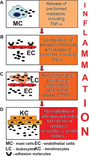 Figure 1 TNF-α-driven inflammatory cascade in the skin. Among the pre-formed mediators released by mast cells (A), TNF-α boosts the pro-inflammatory activation of resident cell populations which include endothelial cells (B). In their turn, endothelial cells respond to TNF-α with up-regulated expression of surface adhesion molecules, which facilitate the adhesion and migration of leukocytes to peripheral tissues, and a new wave of leukocyte-derived cytokine release (C). Eventually, skin keratinocytes amplify the inflammatory response at the local level, with massive release of cytokines, chemokines, and growth factors (D).