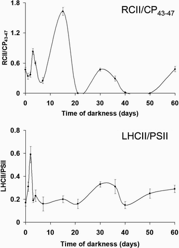 Fig. 39. Change of RCII/CP43–47 (above) and LHCII/PSII (below) fluorescence emission ratios (calculated from microspectrofluorometric analyses, Fig. 38) with length of culture in darkness. Both ratios have been calculated from areas under Gaussian curves with maxima at 677–680 nm (RCII), 683–696 nm (CP43–47), 700–715 nm (LHCII). PSII is sum of RCII and CP43–47. Error bars indicate standard deviations (n = 3).