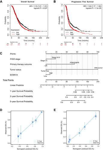 Figure 8 Survival curve assessing the prognostic value of SCNN1A and an SCNN1A expression-based nomogram. (A and B) Survival curves of OS and PFS. (C) Nomogram of 1-, 3-, and 5-year overall survival for OV patients. (D and E) Calibration plots of the nomogram for predicting the OS likelihood.