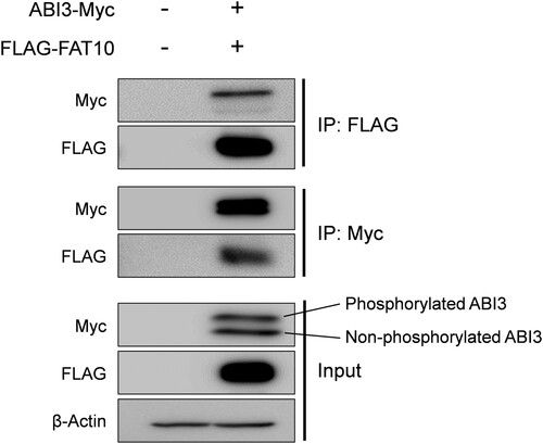 Figure 1. Interaction of ABI3 with FAT10. HEK-293T cells were co-transfected with Myc-tagged ABI3 (ABI3-Myc) and FLAG-tagged FAT10 (FLAG-FAT10) expression plasmids. Cell lysates (300 μg) were immunoprecipitated using anti-FLAG or anti-Myc antibodies. Western blot analysis was performed using anti-Myc-HRP or anti-FLAG-HRP. Beta-actin was used as the loading control. The upper band of ABI3-Myc is phosphorylated form and the lower band is non-phosphorylated form.