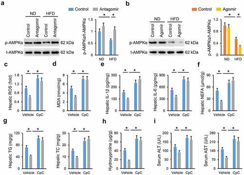 Figure 6. miR-665-3p antagomir prevents NAFLD progression via activating AMPKα in vivo. (a-b) The levels of AMPKα phosphorylation. (c) Hepatic ROS levels determined by DCFH-DA probe. (d) MDA levels in the liver. (e) Hepatic IL-1β and IL-6 levels determined by the commercial ELISA kits. (f-g) Hepatic levels of TG, TC and NEFA. (h) Hepatic hydroxyproline levels. (i) Serum ALT and AST levels. All results were expressed as the means ± standard deviations, n = 6 for each group, and *P < 0.05 was considered statistically significant.