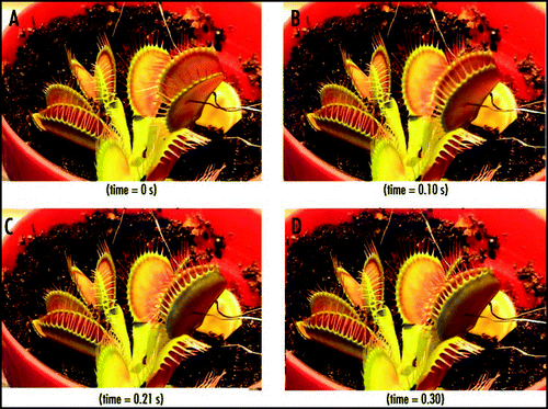 Figure 4 Sequence of Venus flytrap photos before (A) and during (B–D) the trap closure by electrical stimulation. Ag/AgCl electrodes are located in a midrib and in the lobe. These results were reproduced 50 times on different Venus flytrap plants.