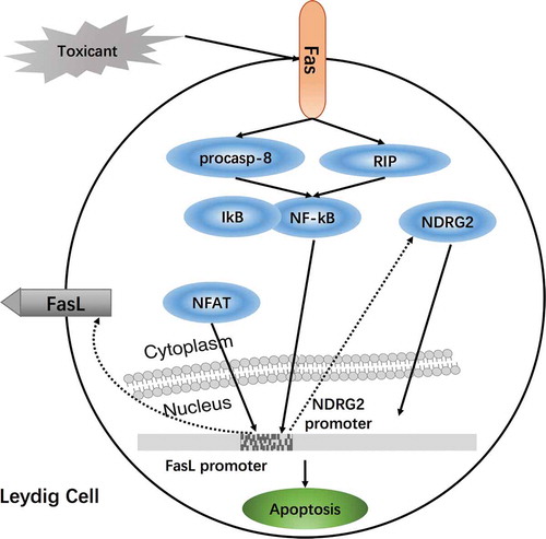 Figure 4. Regulation of the Fas/FasL signaling pathway in Leydig cells damaged by environmental toxicants. Nuclear transcription factor-kappaB (NF-kB) and Fas, both pro-apoptotic factors, are closely linked to Leydig cell apoptosis. NDRG2, which is located in the cytoplasm of Leydig cells, is involved in cell differentiation, development, and apoptosis. After Leydig cells are exposed to toxicants, activated Fas sequesters NF-kB from IkB via RIP and pro-caspase-8. NF-kB, migrating into the nucleus, binds to the NDRG2 promoter. NDRG2 is upregulated when it is stimulated by apoptosis and migrates back to the nucleus; meanwhile, NF-kB receives feedback from the signal to regulate downstream genes (Li et al. Citation2012). Environmental toxicants induced testicular injury via Fas/FasL signaling to elicit nuclear factor of activated T-cells (NFAT) in Leydig cell apoptosis; it may be a new way to regulate Leydig cell apoptosis by mediated Fas/FasL signaling and NFAT.